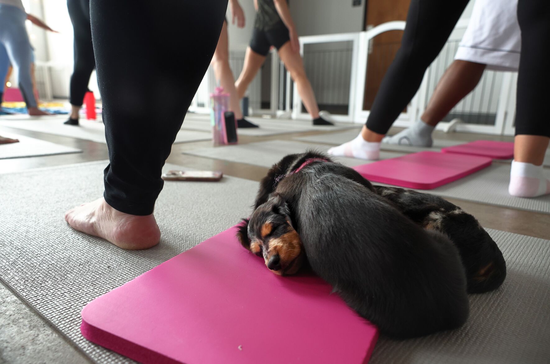 Puppy yoga in 果酱视频
